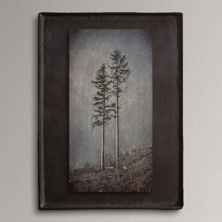 Sample image of fine art photography by Norman Stevenson. Two pine tree