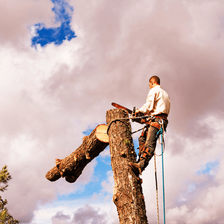 Large Tree Removal