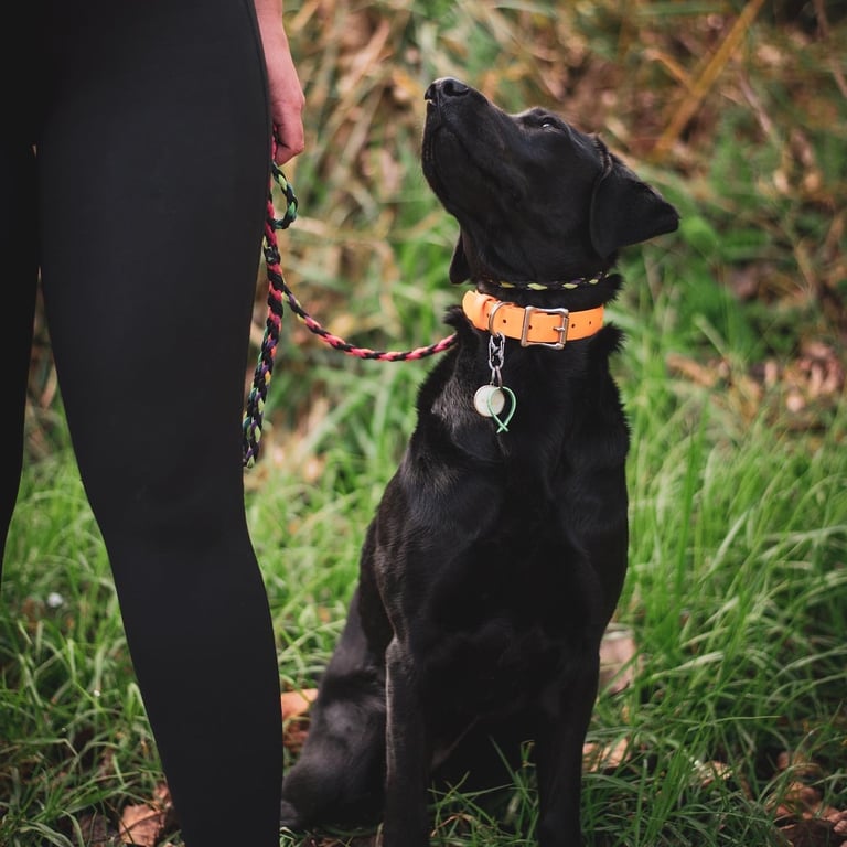 Urban Wolves dog focused on handler during training