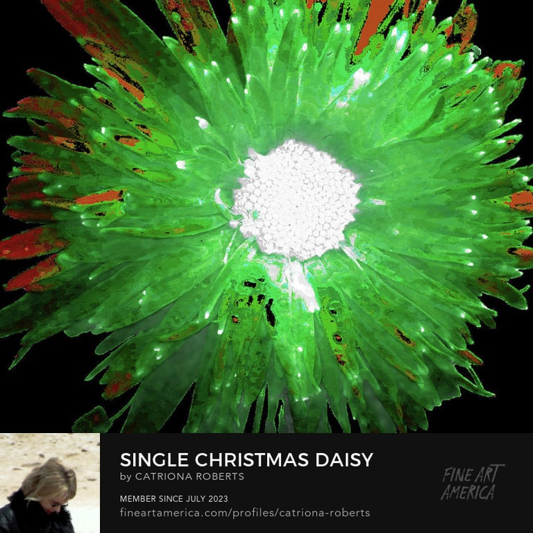 Digital image featuring the Single Christmas Daisy mixed medium digital art design. 
