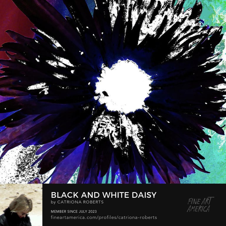 Digital image of floral digital art design Black and White Daisy on a Coloured Abstract Background