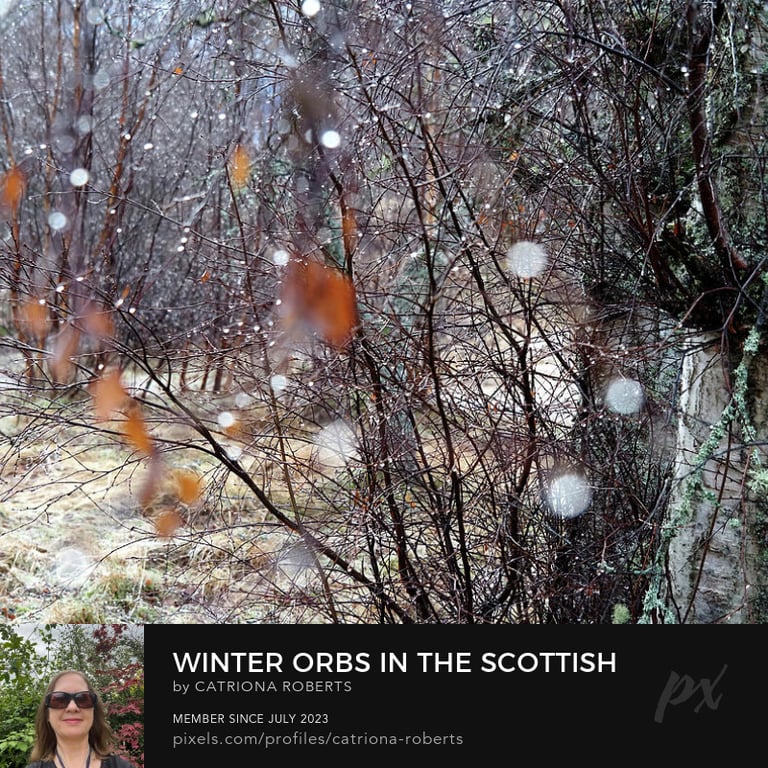 Water droplets on bare birch tree branches with patches of frost on the ground.