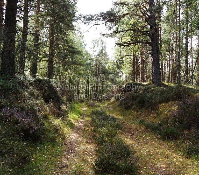 Rough forest track through a Pine forest. Heather plants provide ground cover. Sunlight filters through branches onto track .
