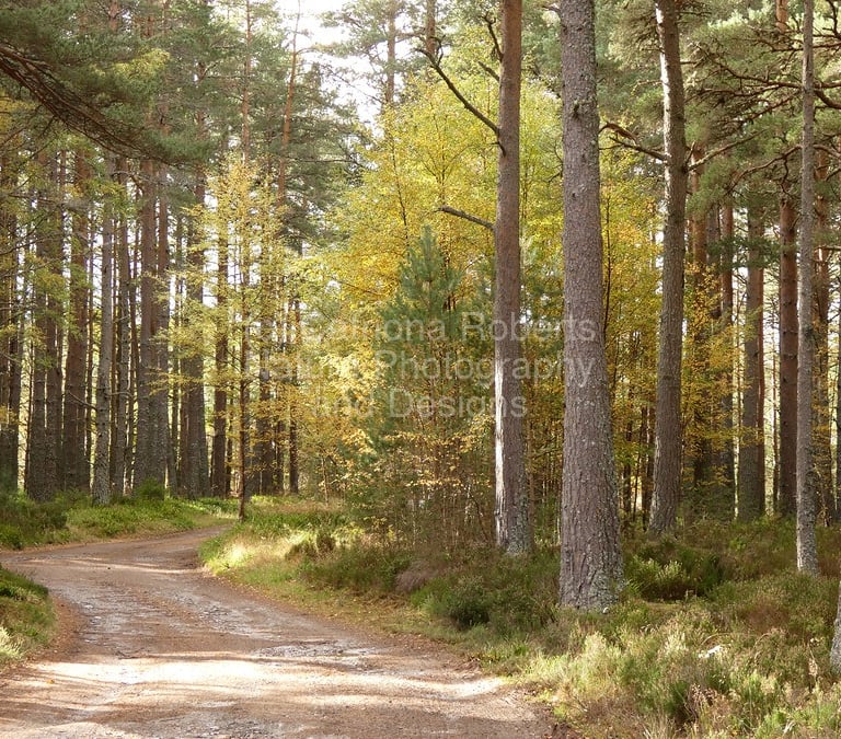 Dirt road winding through a colourful autumnal forest of tall pine trees .