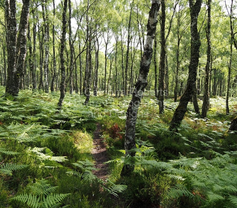 Summer Birch Forest track with ferns ground cover and sunlight filtering through branches illuminating the ferns below. 