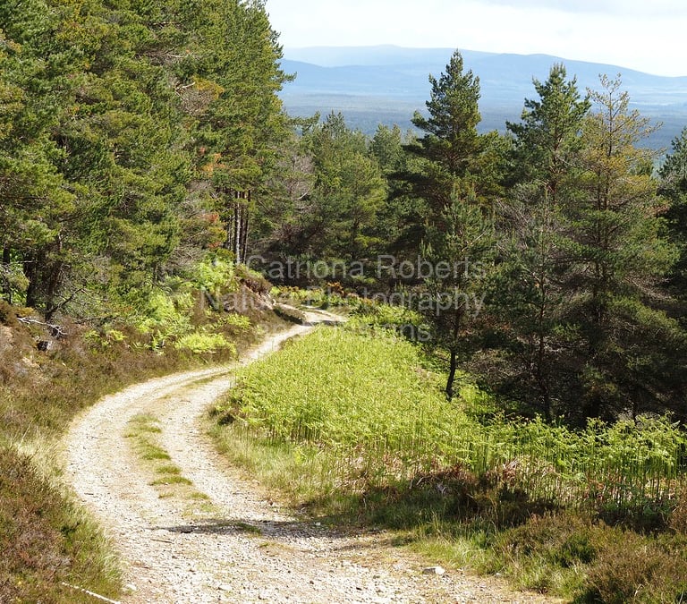 Coloured photo of a forest track winding through a Pine Forest. Heather plants and ferns provide ground cover. 
