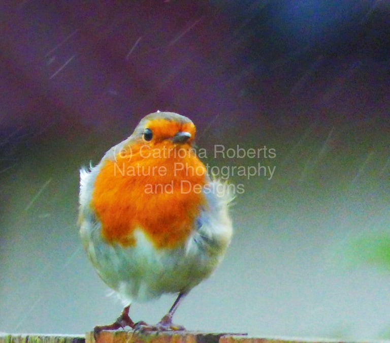 Once a photo turned into an impressionistic design of a Robin siting on a fence as snow falls.