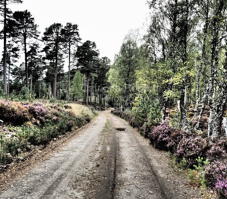 Coloured photo showing a forest fire road passing through a mixed forest of Birch and Pine trees.  