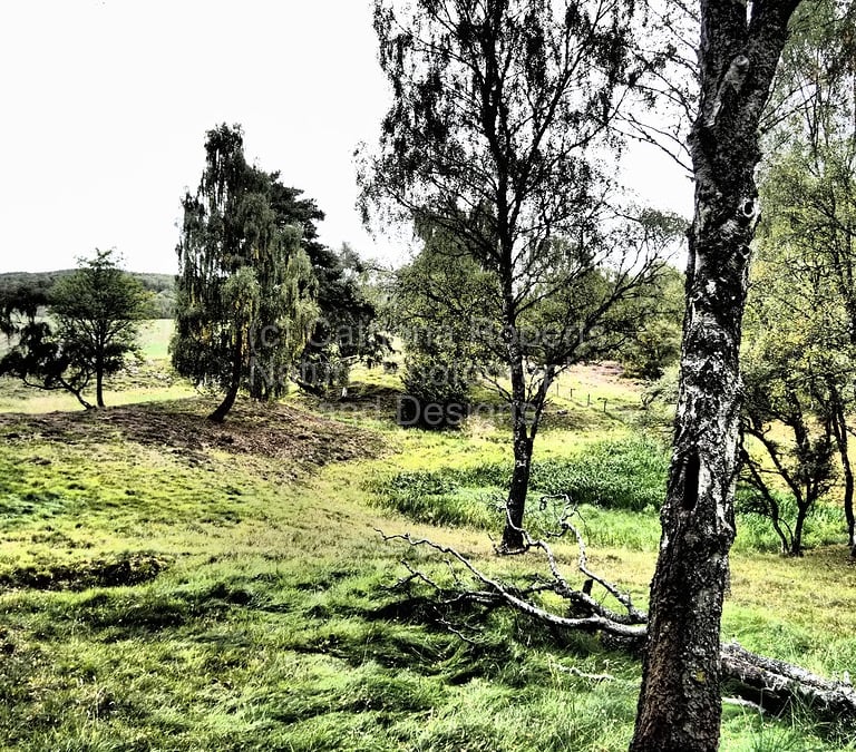 A summer rural view of Birch trees in a field .