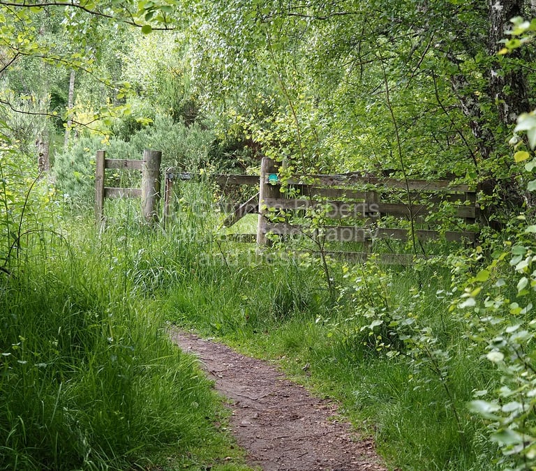 A path leads to a gate through a forest with trees and long grass on either side.
