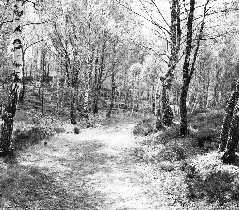 Monochrome photo presenting a dirt track passing through a tranquil Birch forest..