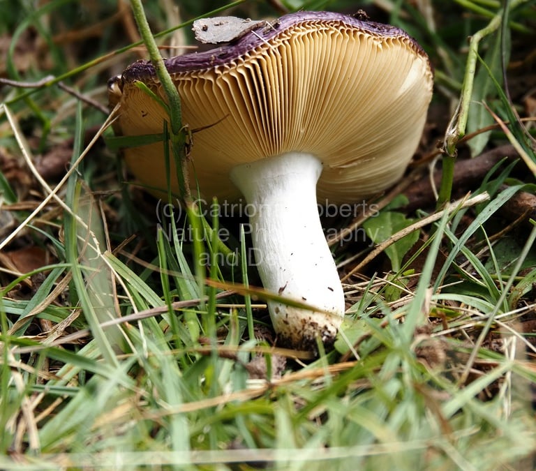 A macro coloured photo of an uprooted mushroom lying on it's side in the grass 