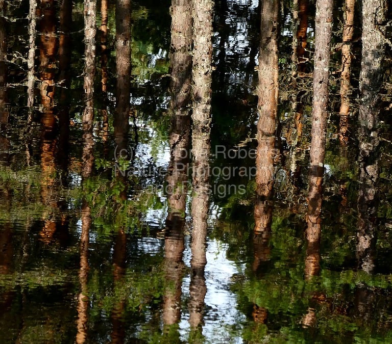 Summer Pine Tree water reflections.