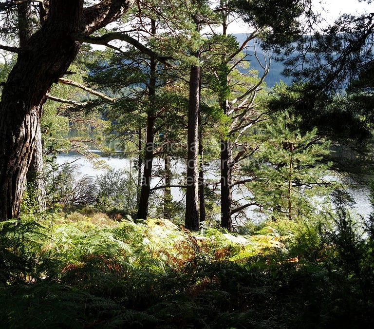 Pine trees framed from the shadows  with water behind them and further trees and mountains in the distance. 