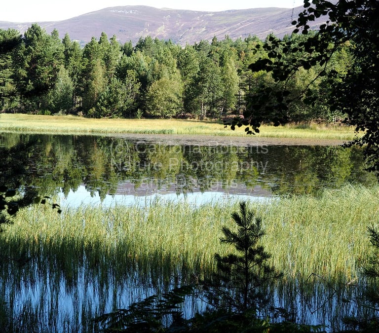 Coloured photo showing summer view of Loch Morlich with hills in the distance. Pine trees are reflected in the water.  