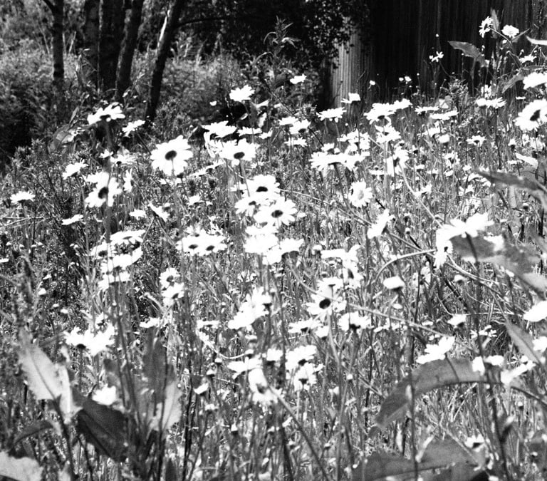 Monochrome photo showing a grouping of wild Daises with Birch tree trunks evident in the background.  