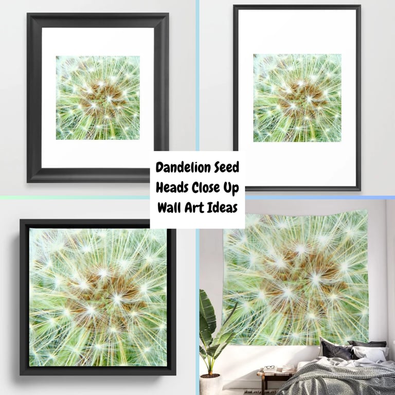 Four prints featuring the design Dandelion Seed Heads Close Up 