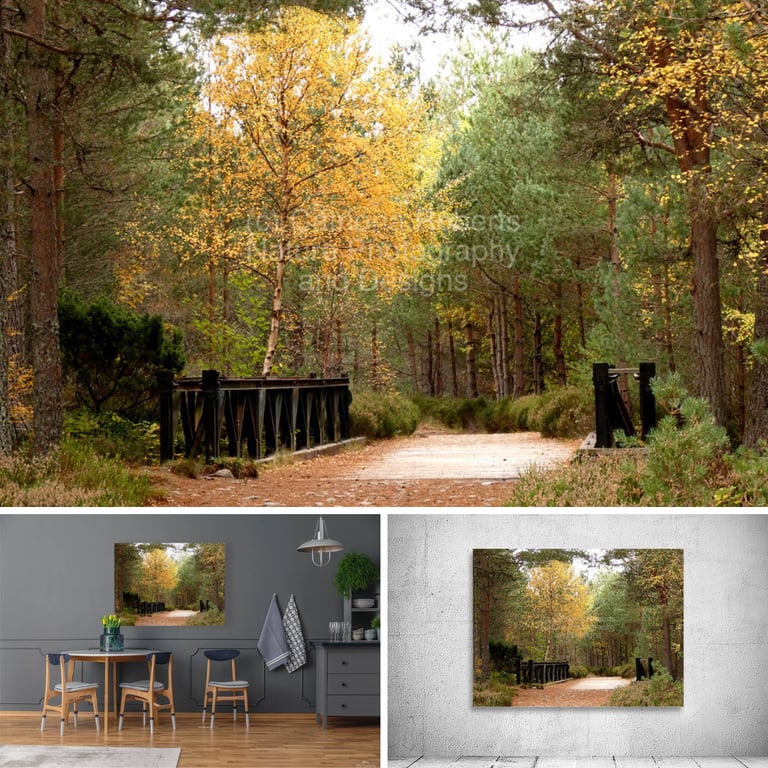 photo of forest above and on prints on a wall above a table and on an exhibition wall below