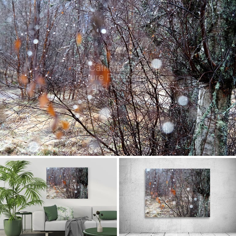 Digital winter forest image above, below image on a Canvas Prints .                         