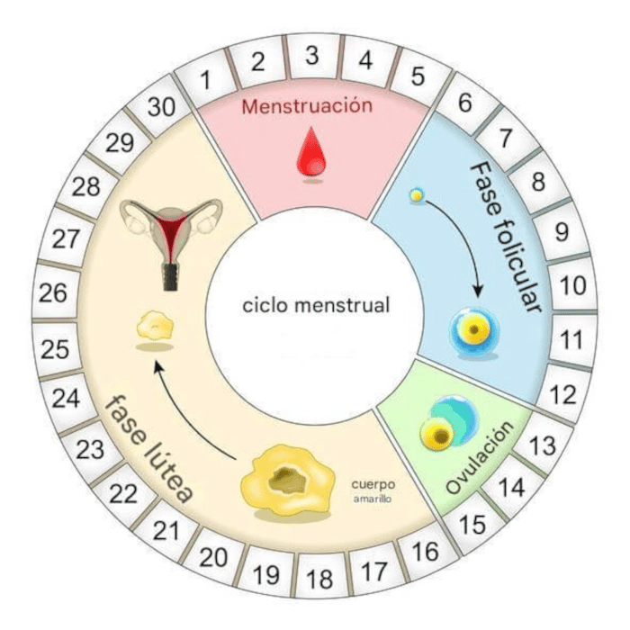 calculadora de embarazo