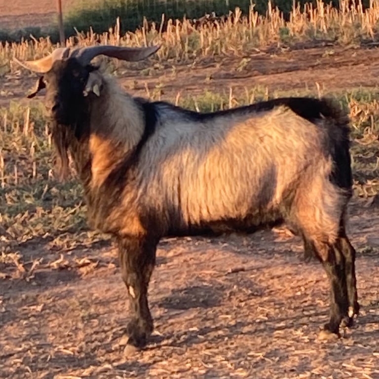 3 year old Heritage Texas Range Goat - Buck.