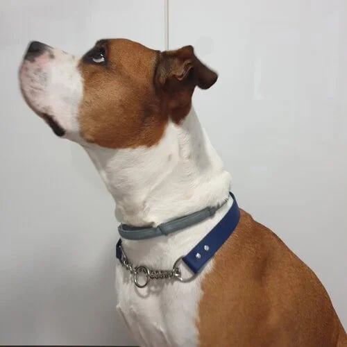 a dog sitting with a matingale collar and looking up