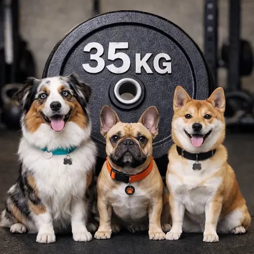 3 dogs up 35 kg Luido pet gear
