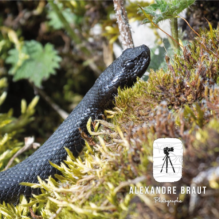 Photographe d'un serpent par Alexandre Braut avec logo personnalisé par Marion Guizzardi, directrice artistique, Montpellier.
