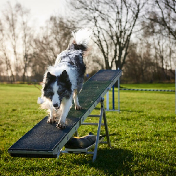 Hunde geht über eine Wippe