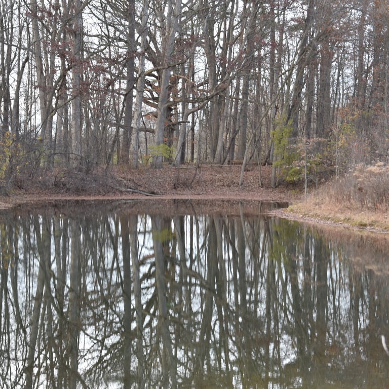 Hot Cross Buns Homestead - pond view
