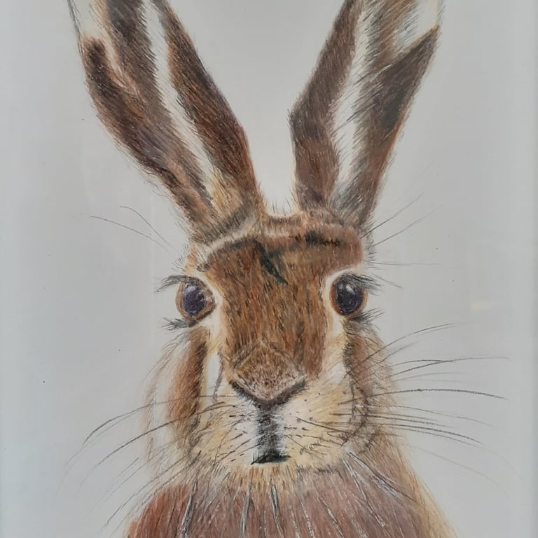 Hare by Christine Hughes