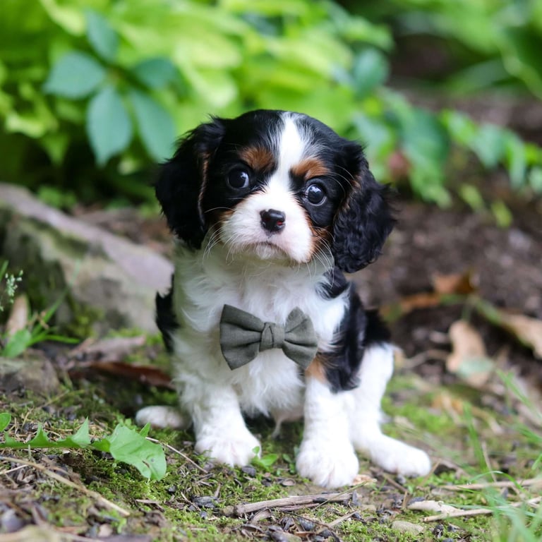 Cavalier King Charles Spaniel Puppies for Sale
