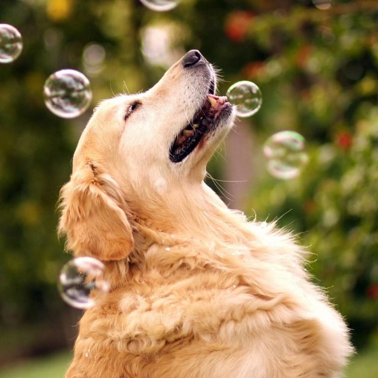 a dog is blowing bubbles in the air