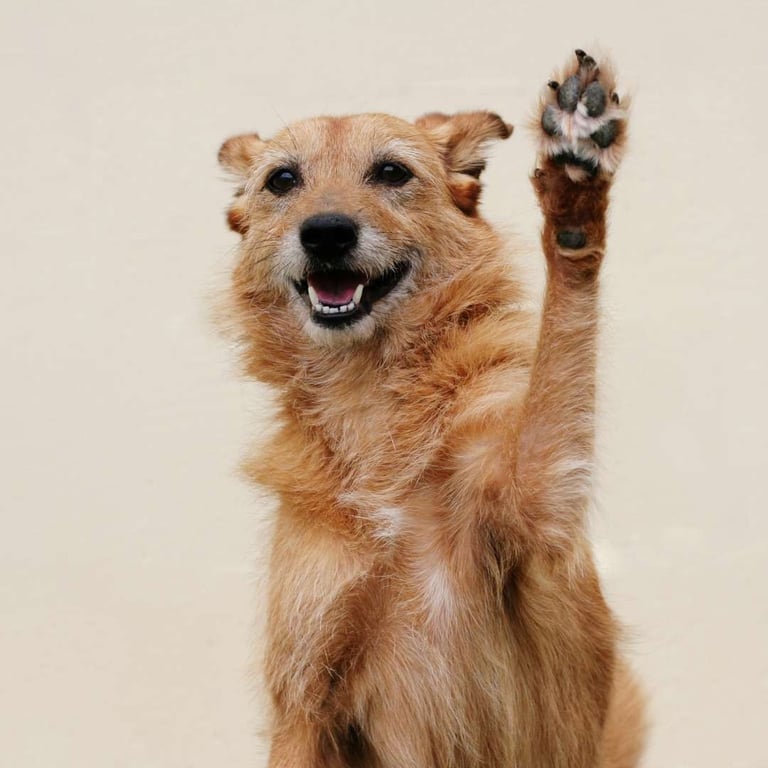 a dog is standing up and waving his paw