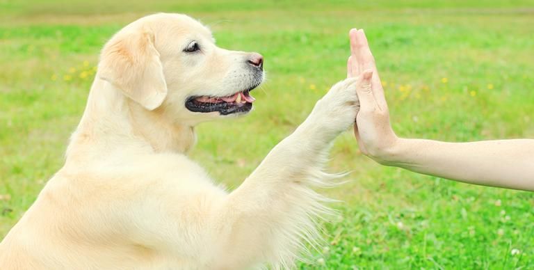 a dog is giving a high five finger sign