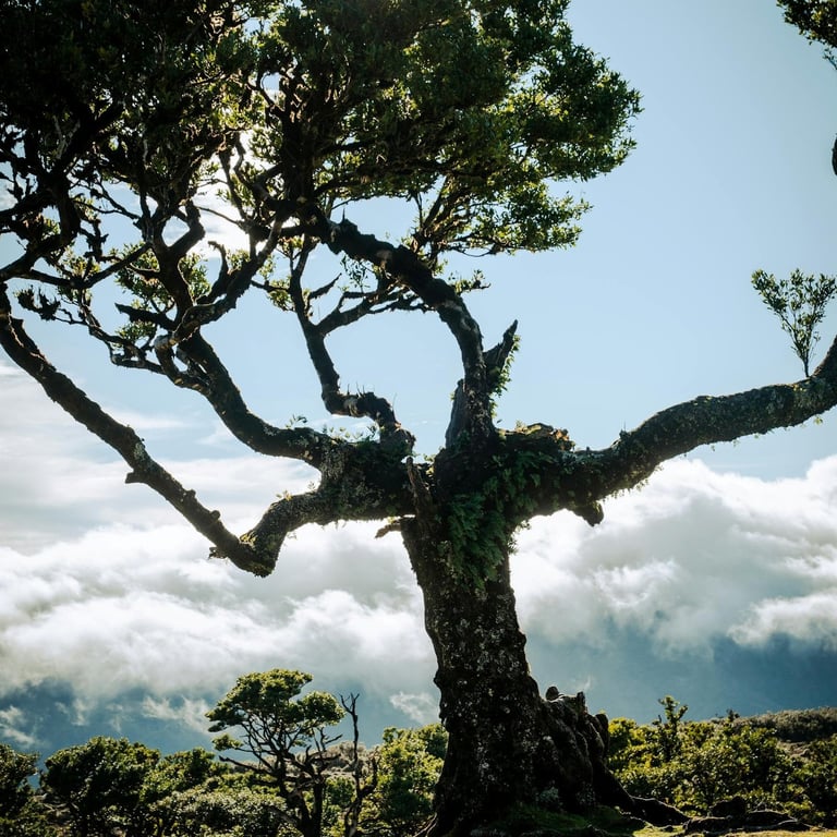 Laurisilva forest in Madeira on a sunny day above clouds