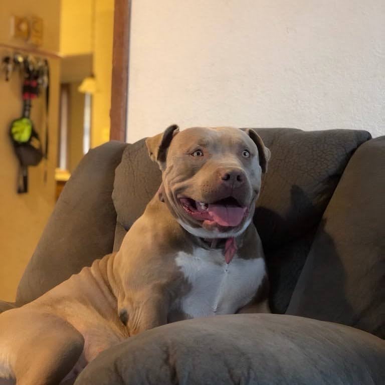 XL PITBULLS, XL AMERICAN BULLIES, TITANIUM KILO KENNELS, BOSSY KENNELS