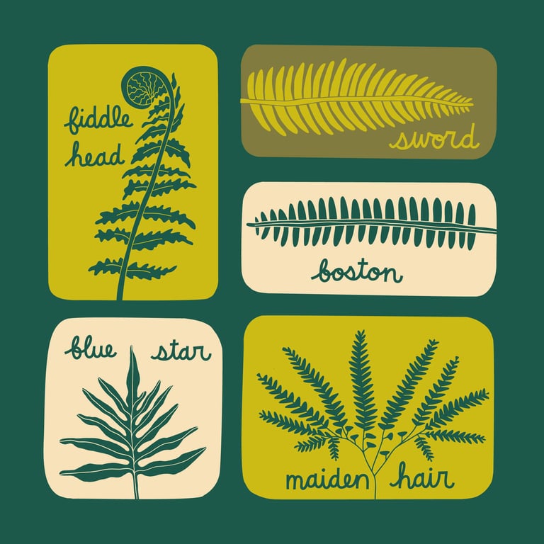 Hand drawn illustrations of ferns for a t shirt design