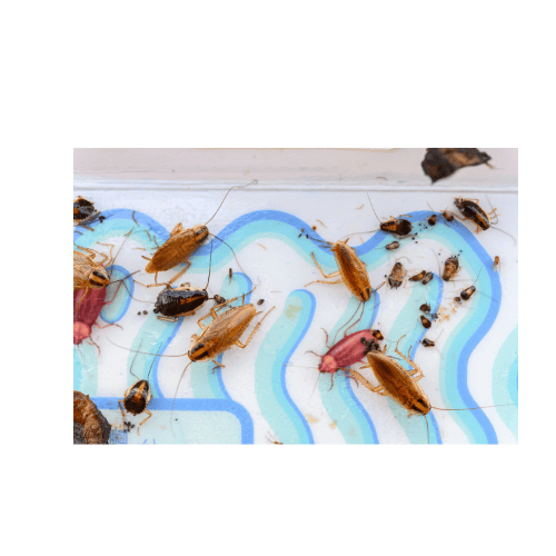 inféstations blattes, cafards dans cuisine annemasse, la roche sur foron, bonneville, cluses