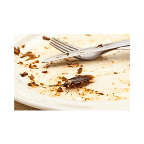 traitement blattes, cafards viuz-en-sallaz, saint jeoire, peillonnex, bogève, fillinnges, marignier