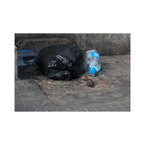 rongeurs poubelles haute-savoie