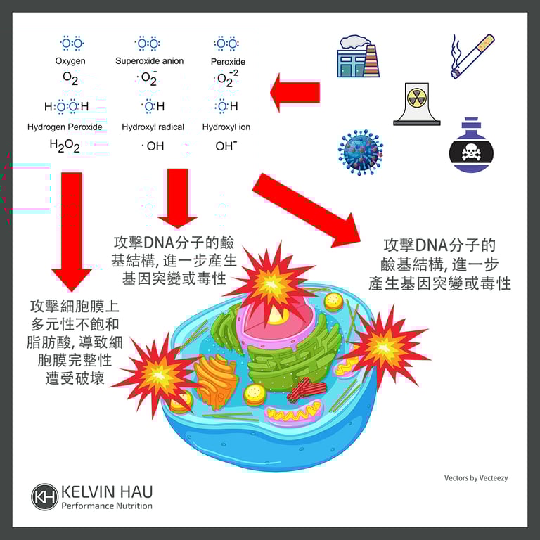 Human cell under oxidant attack