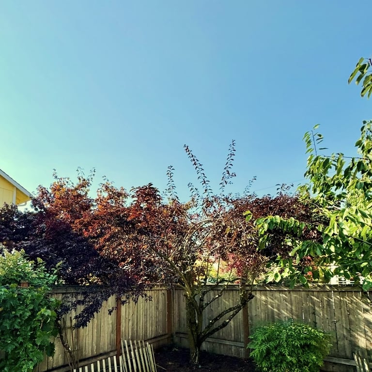 A tree being trimmed in a backyard in Lynnwood WA