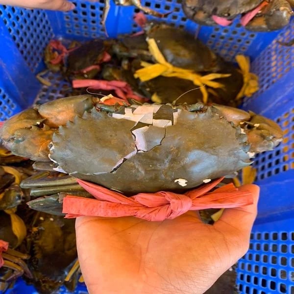 double skinned crabs