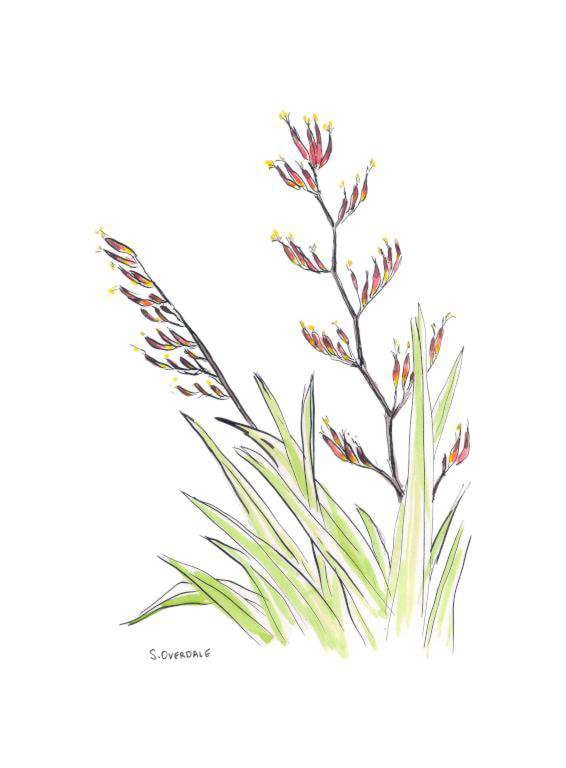 Painting of harakeke flowering in ink and watercolour, by Sarah Overdale