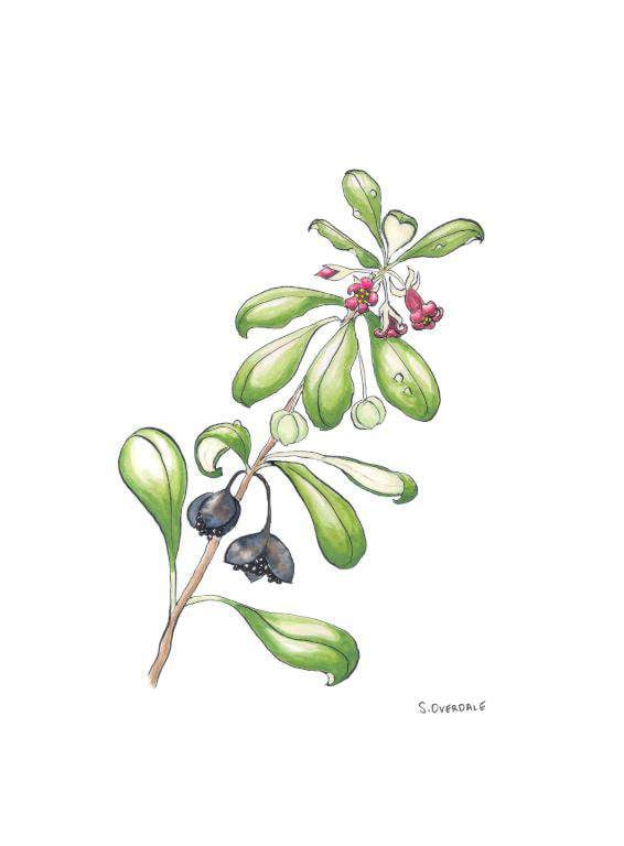 Painting of karo plant in ink and watercolour, by Sarah Overdale