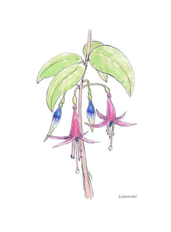 Painting of Kōtukutuku (NZ fuchsia) flowers in ink and watercolour, by Sarah Overdale