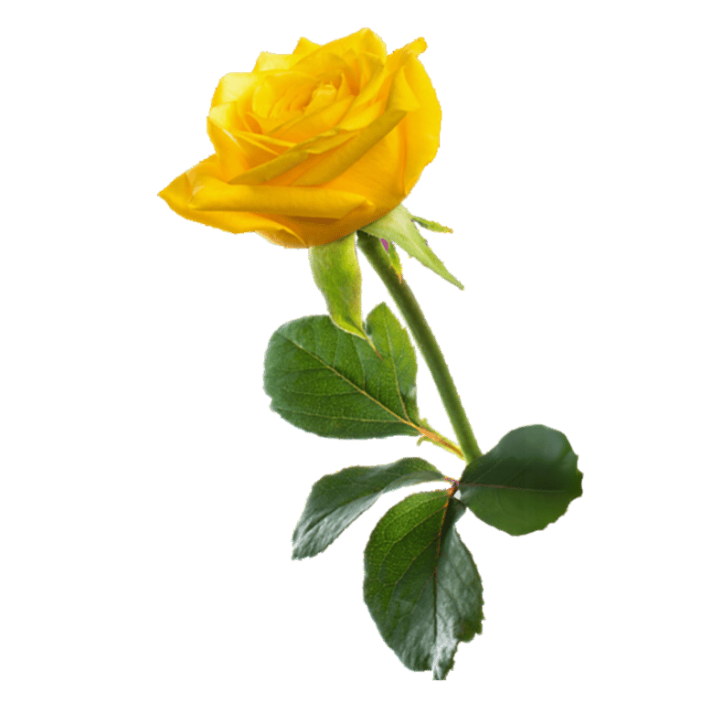Picture of a yellow rose