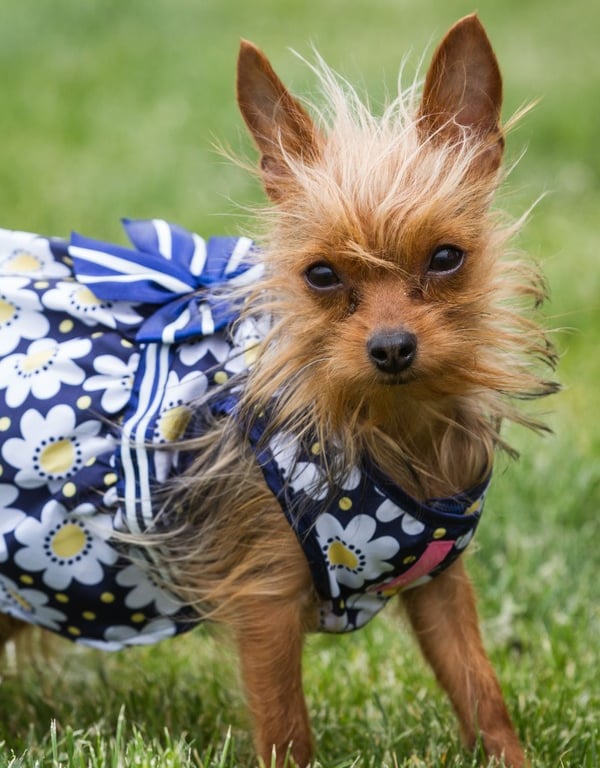 perro con pelaje despeinado, vestido de verano azul adornado con un patrón de margaritas blancas y lazo azul