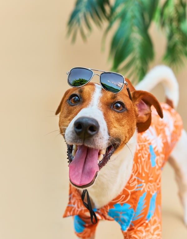 perro con unos lentes en su cabeza, con una camisa de color naranja tipo playera